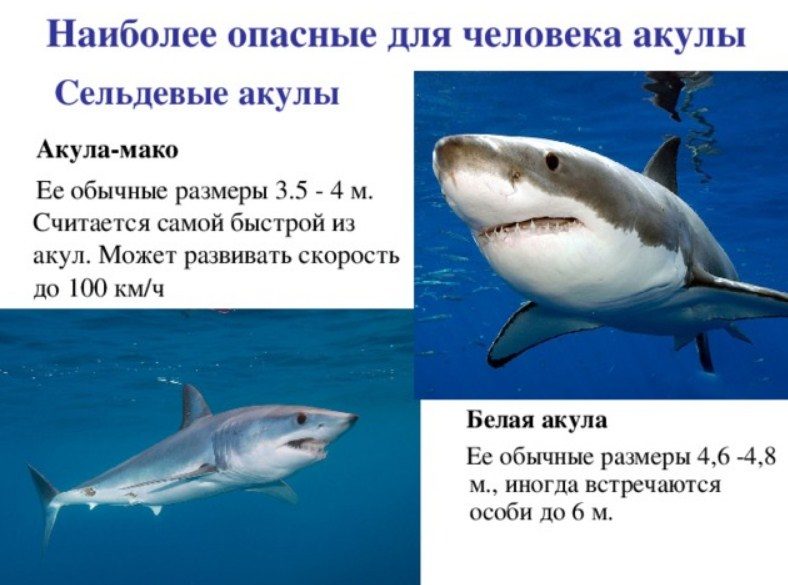 2 опасных вида
