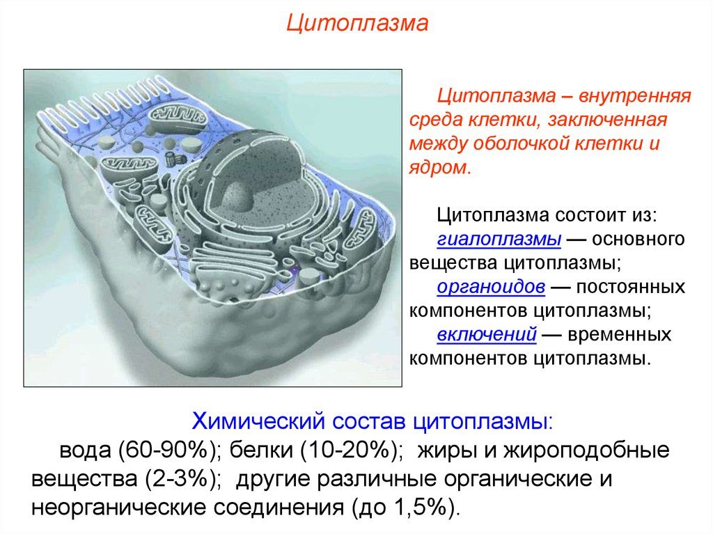 Цитоплазма