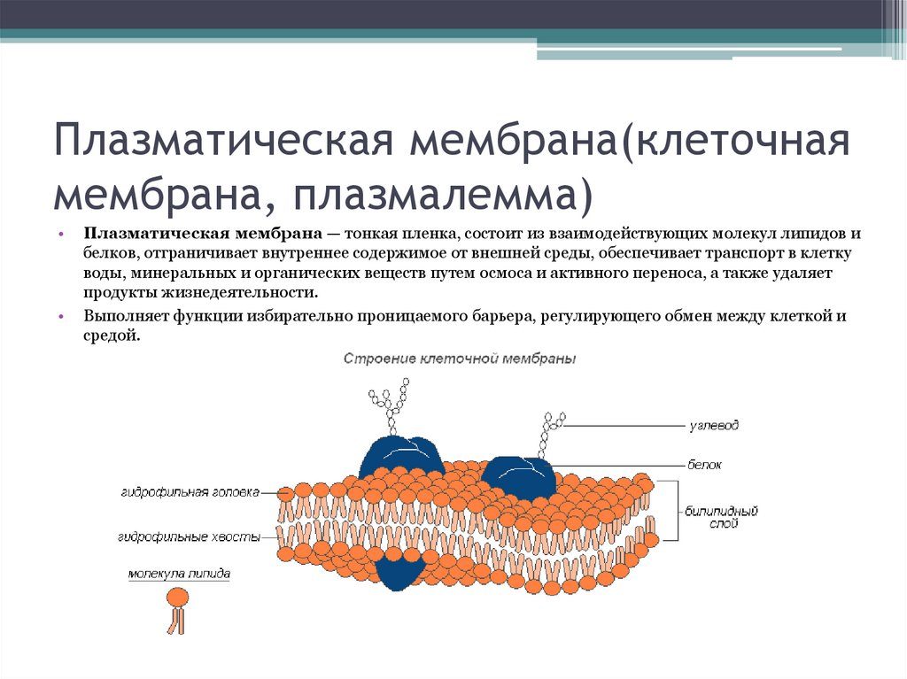 Плазмалемма