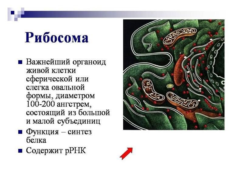Важный органоид