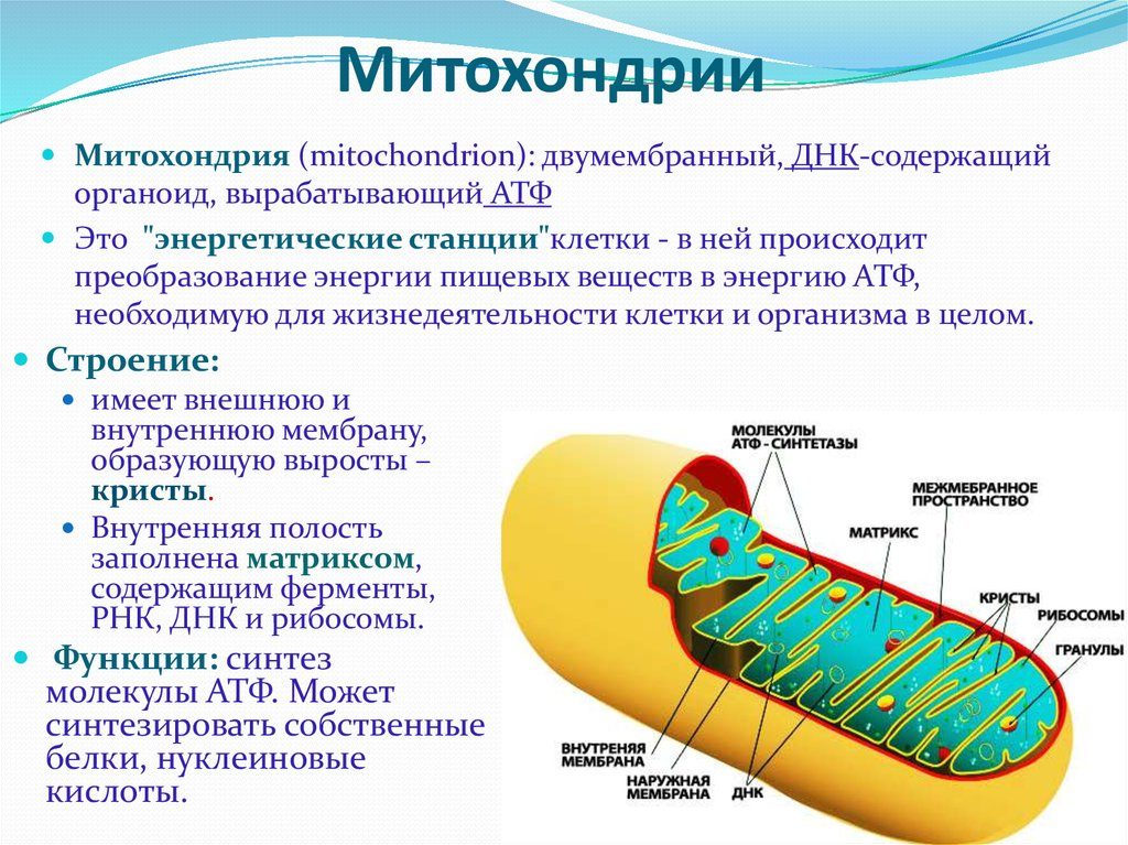 Описание