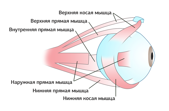 Мышечная система человеческого глаза