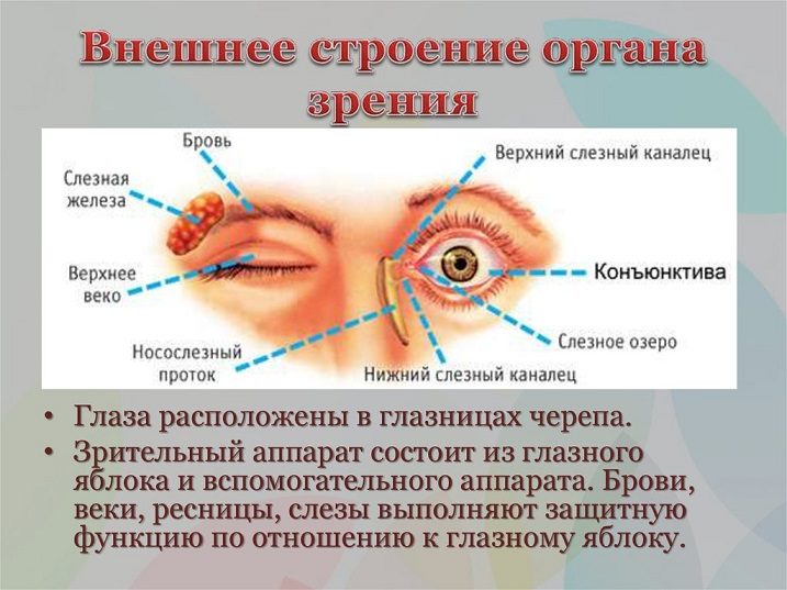 Внешнее строение глаза