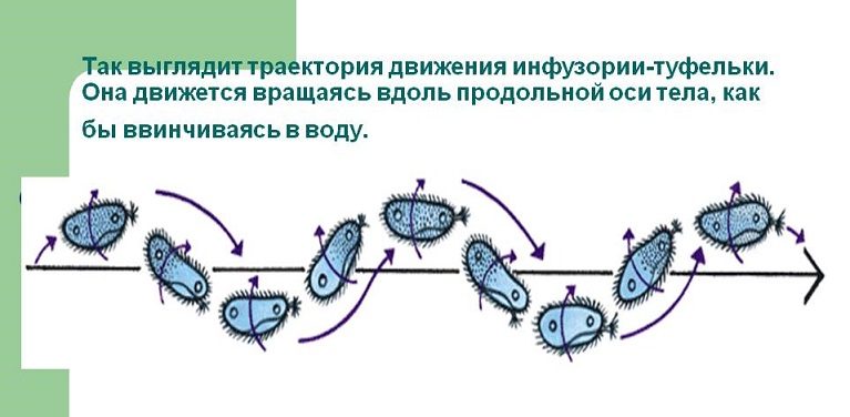 Схема движения инфузории туфельки