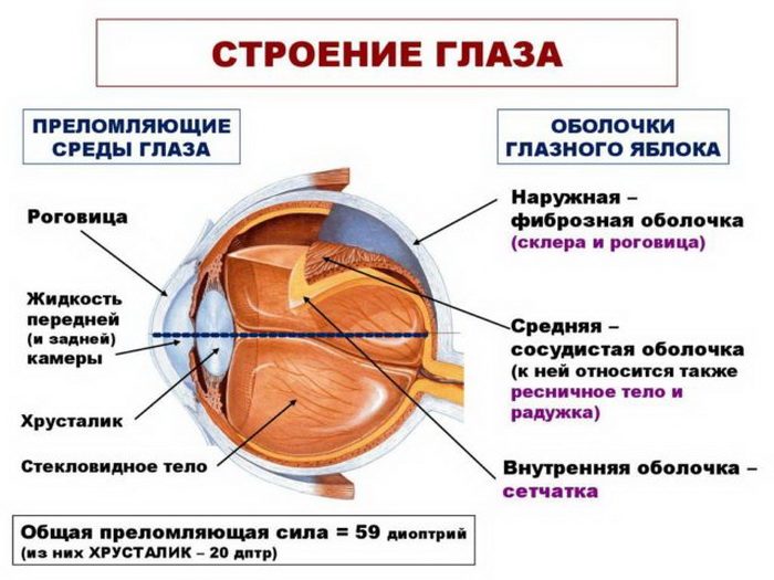 Анатомия зрительного органа, схема