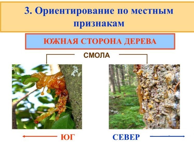 По коре