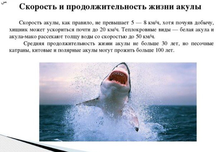 Долгожители
