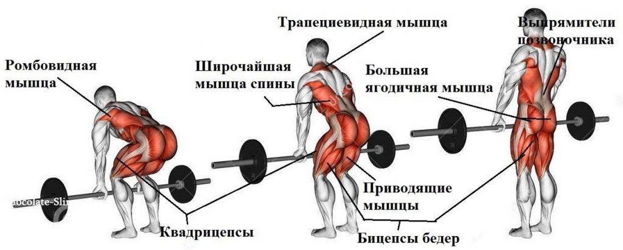 Как работают мышцы при поднятии штанги?