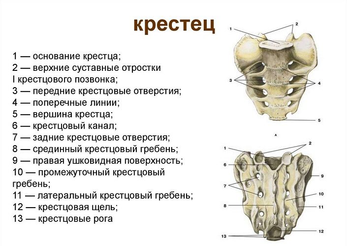 Виде спереди и сзади