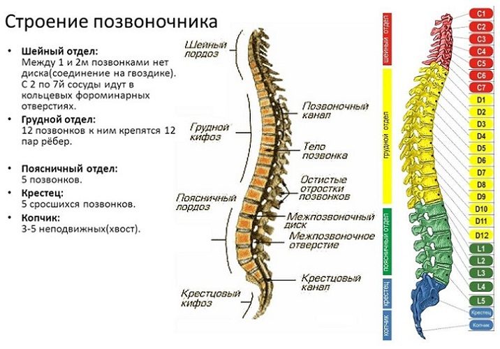 Строение позвоночника человека