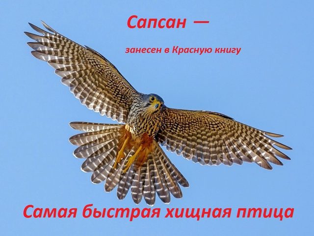 Редкая птица Сапсан: описание, размеры, интересные факты