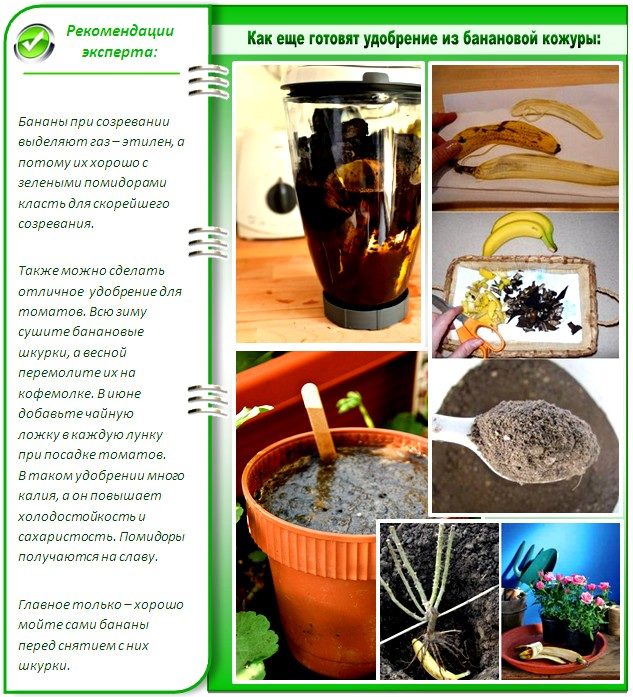 Рассаде
