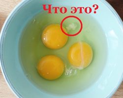 Что за белый сгусток в сыром яйце: как называется, какая его функция?