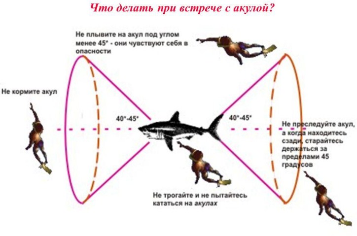 Поведение