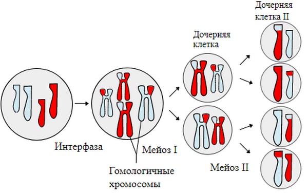 Процесс деления: мейоз