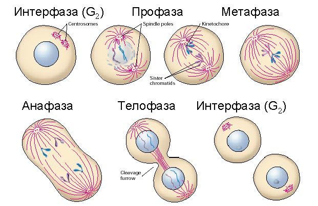Процесс деления: митоз