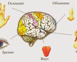 Сколько органов чувств у человека: названия, описание