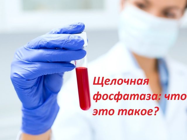 Щелочная фосфатаза в анализе крови: что это значит, какая норма у здоровых мужчин, женщин, беременных, детей, после 50 лет?