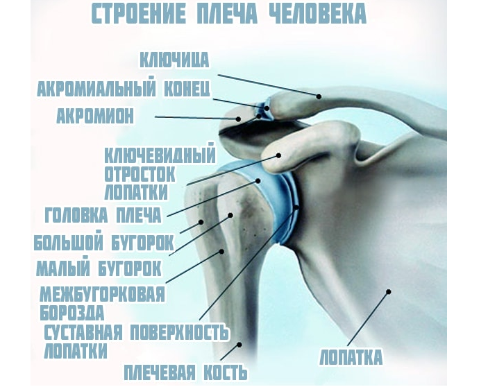 Плечевой сустав