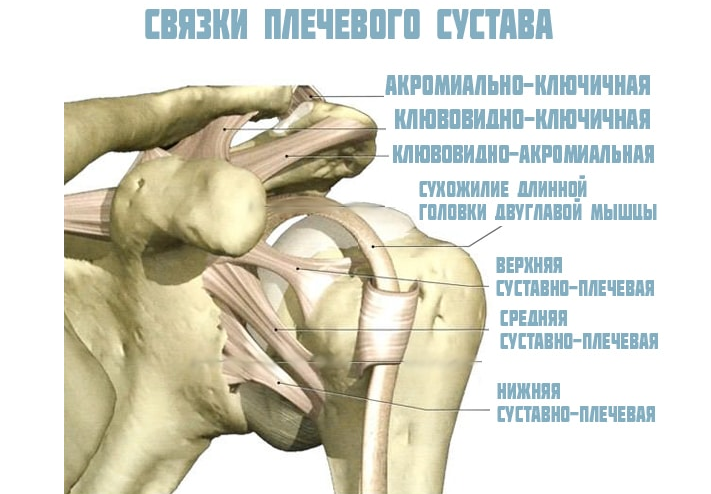 Плечевой сустав