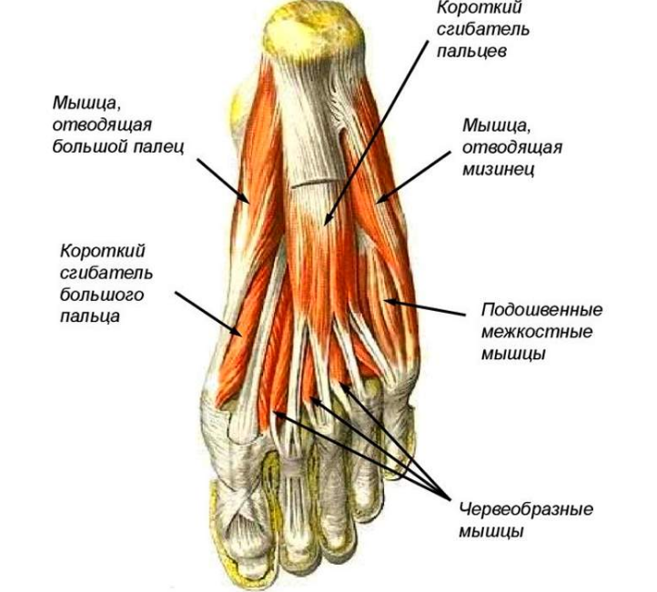 Голеностопный сустав