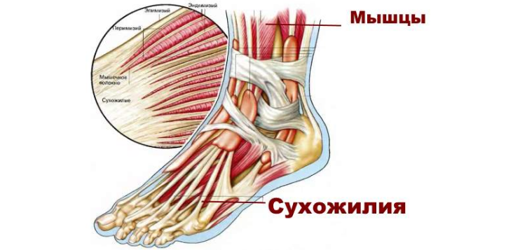 Голеностопный сустав