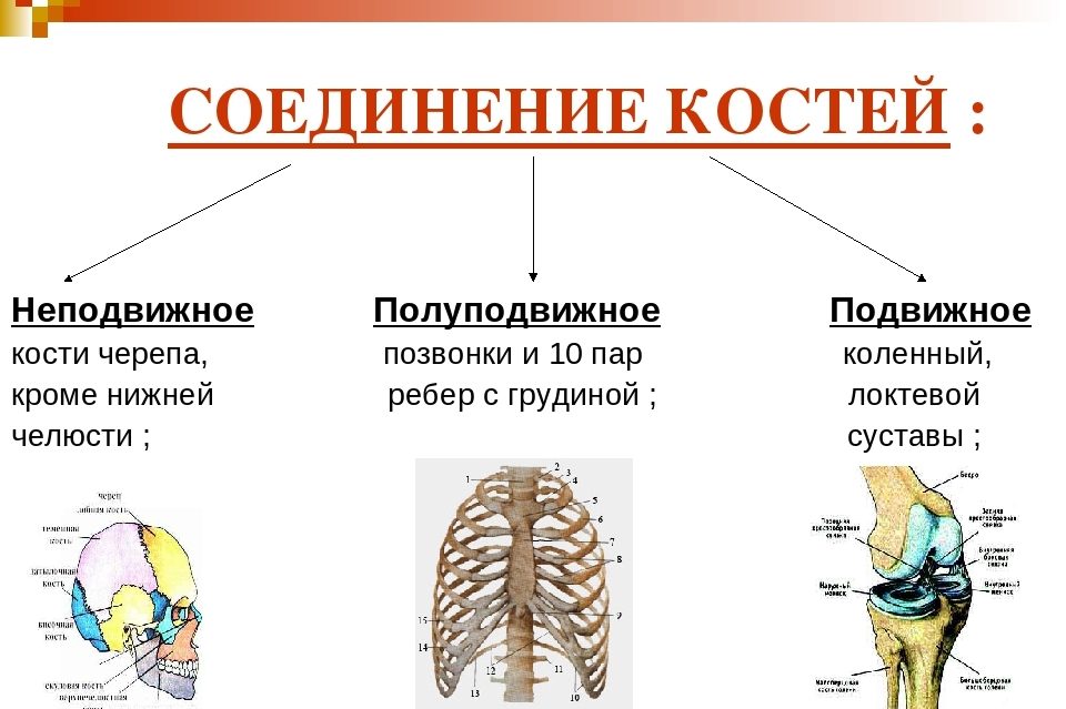 Типы соединения костей