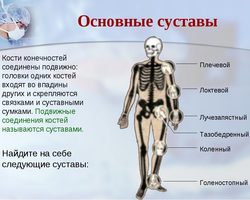 Типы суставов человека, их основные элементы, строение и функции: схема с описанием