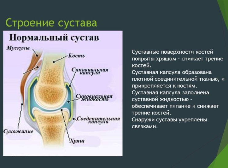 Анатомия сустава