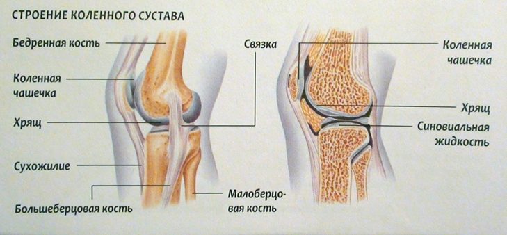 Анатомия коленного сустава
