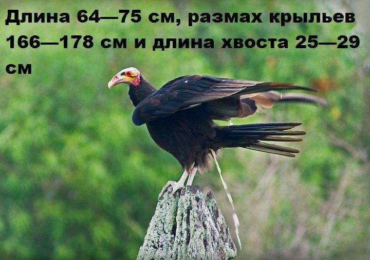 Размеры