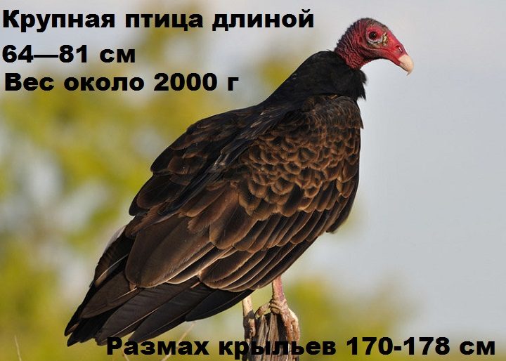 Гриф