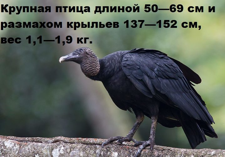 Описание