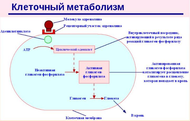 Метаболизм