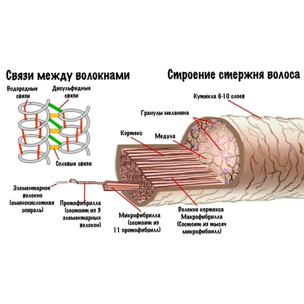 Строение стержня волоса