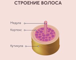 Структура, строение и функции волоса человека на голове: схема с описанием