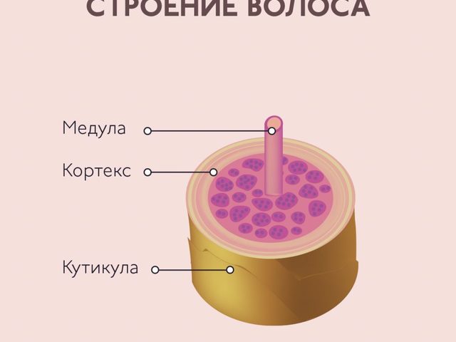 Структура, строение и функции волоса человека на голове: схема с описанием