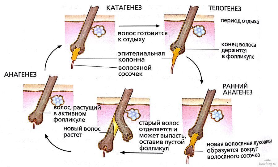 Жизненный цикл волос