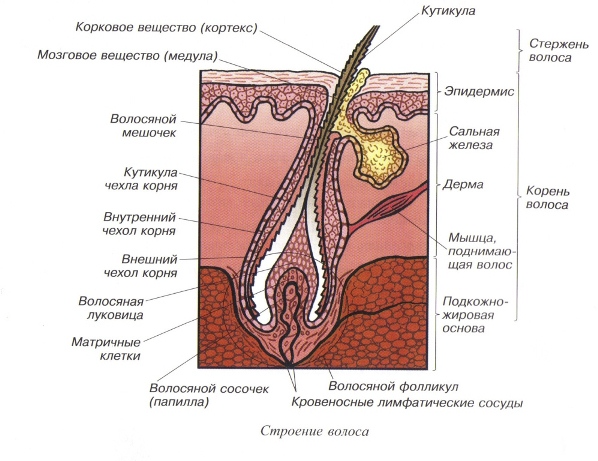 Детальное строение волоса