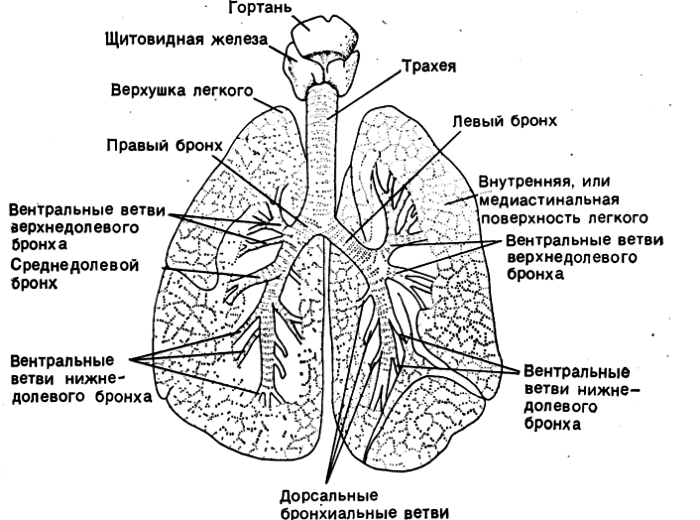 Строение системы дыхательных путей