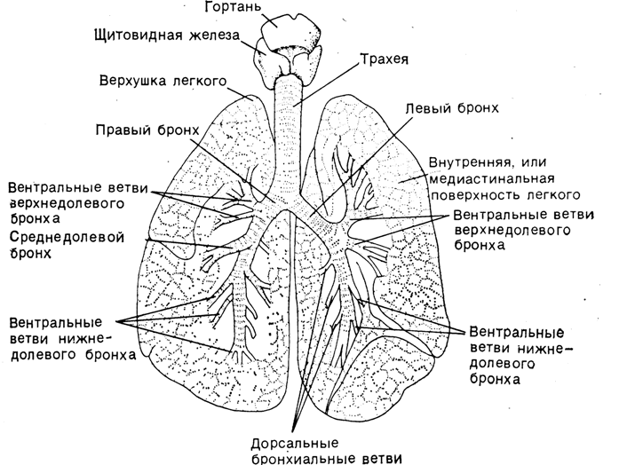 Строение системы дыхательных путей