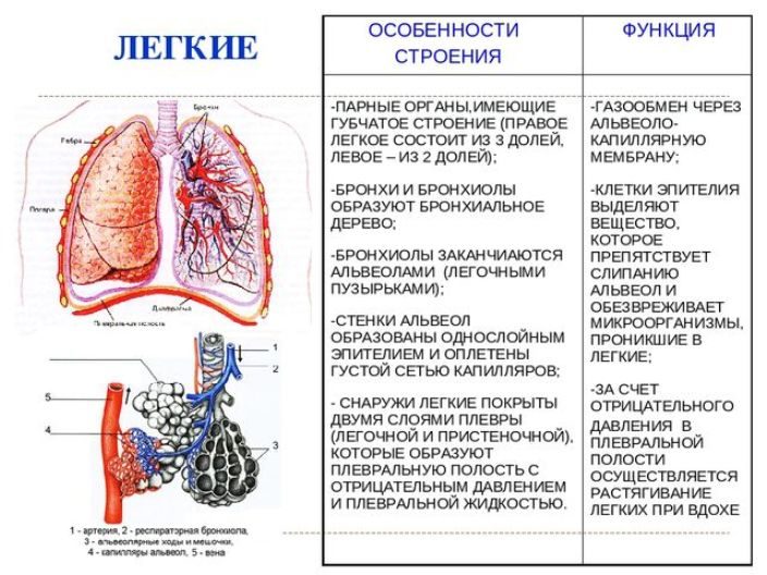 Строение системы дыхательных путей
