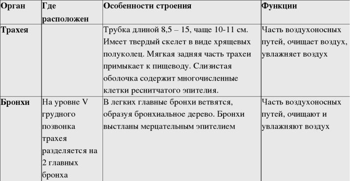 Строение системы дыхательных путей