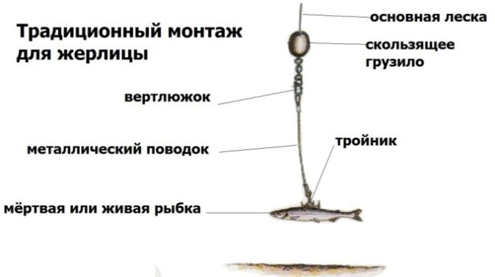 Леска на жерлице