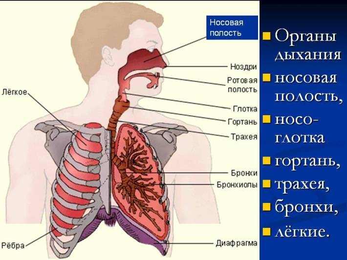 Строение системы дыхательных путей