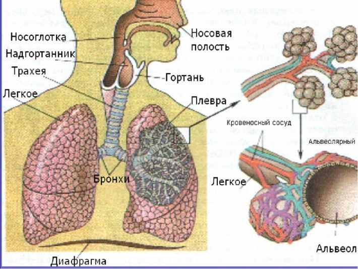 Органы дыхательной системы