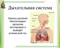 Дыхательная система человека — органы, строение и функции: схема с описанием