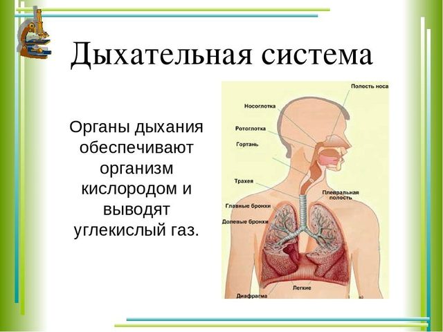Дыхательная система человека — органы, строение и функции: схема с описанием