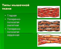 Гладкая и поперечно-полосатая мышечная ткань человека — особенности, строение и функции, свойства и признаки: схема с описанием. Из чего состоит мышечная ткань сердца, языка, желудка человека?