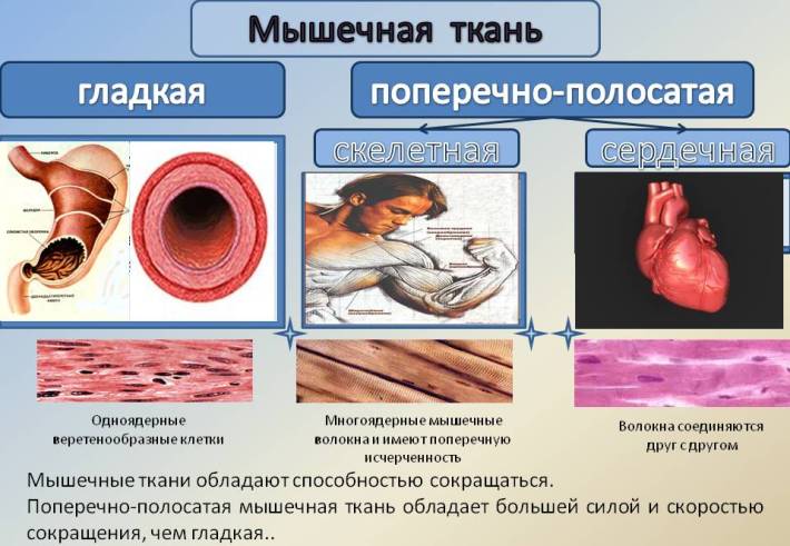 Гладкая и поперечно-полосатая мышечная ткань человека